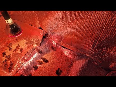 The Best Quail Brooder whit thermostat 