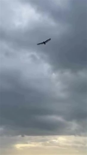 Fallen Angel Caught on Camera