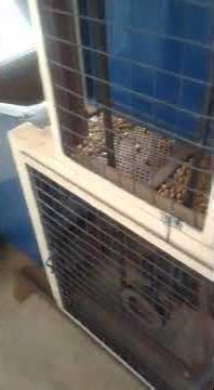 /Groundnut Decorticator / Peanut Shelling Process / Groundnut Processing.