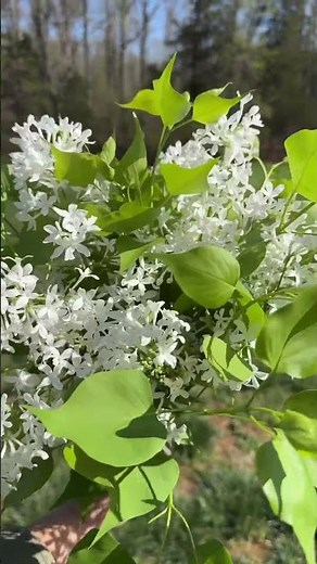 Beautiful White Lilac Flowers blooming! 💜 They smell soooo good! #lilacs #whitelilac #whitelilacs