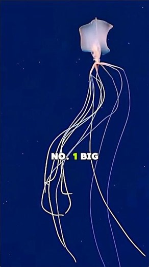 Top 5 Weirdest Deep Sea Creatures 😱🌊 #deepsea #wildlife #animals #shorts