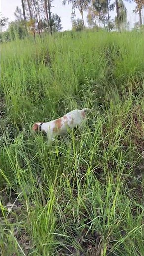 Initial English pointer puppy training on batair