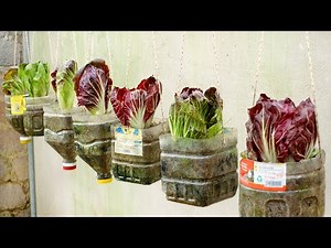 Try growing my wife's favorite vegetable, easy for beginners