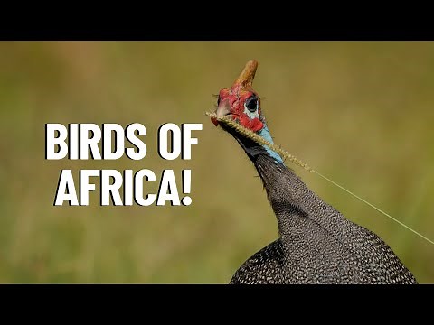 10 Most Common African Birds to Spot on Safari - Travel Video