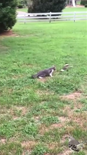 Mockingbird Attacks Cat