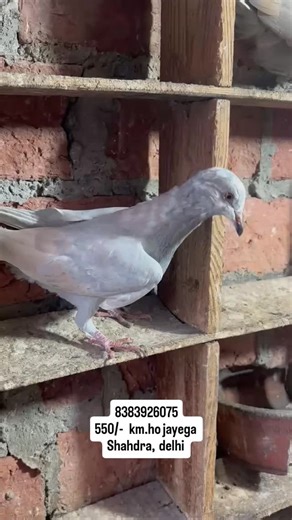 racer pigeon loft on Instagram: "#recents #pigeon #kabutar #ghaziabad #kabutarbazi♥️👑🕊️ shok trending viralreels reelsinstagram java reelsview racer reels reelsvideo delhi jamamasjiddelhi recent public views seelampur pasonda laxminagar okhla punjab punjabi haryana india world all birds bird birdphotography birdlovers foryou daily kabutarpalna kabutarlover😍😘 kabutarlover kabutarbazi instagood instalove instadaily instalike instamood instagoods reelviral reelsi̇ndia reelsvideo explore explore