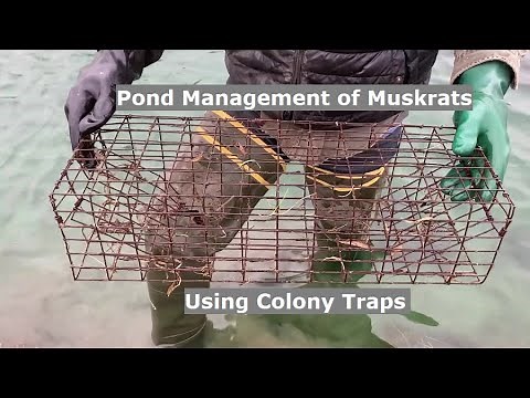 Pond Management | Muskrat Trapping | Colony Traps | Bank Damage