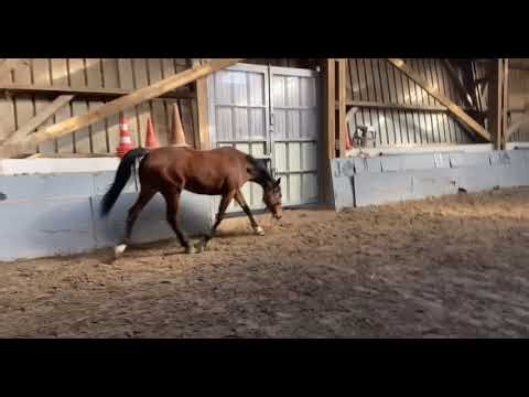 Cheval à vendre - Jument à confier pour repro - equirodi.com