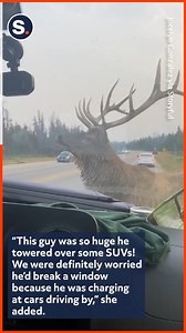 1.2M views · 44K reactions | That is one intense stare-down! | storyful | Facebook