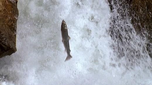 The Amazing Journey of Salmon in Norway | Britannica