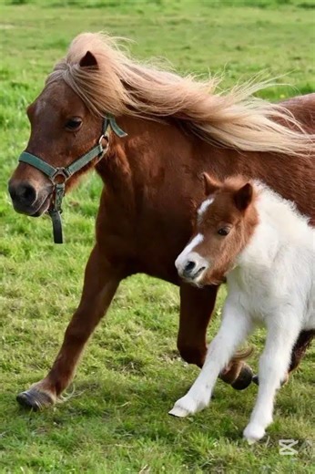 personajes del stex au #fpe #humor #kaaatie