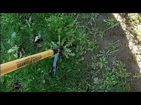 Grampa's Weeder! Broke it within an hour. Full review and Upgrade!