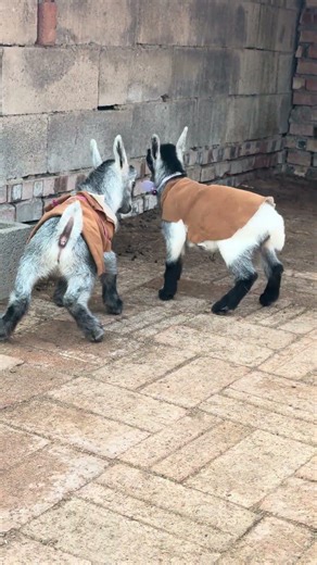 Authentic Pygmy Dwarf Goat 🐐 | World’s Smallest Pet Goat (Only 40cm Tall!) #cutefarmanimal #cute