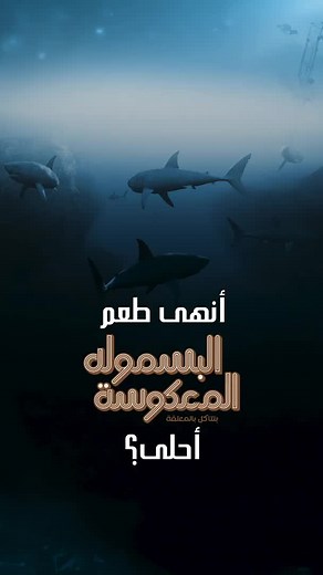 Tbs Sharks Guess New Flavor-Packed Basmoula Hunt!