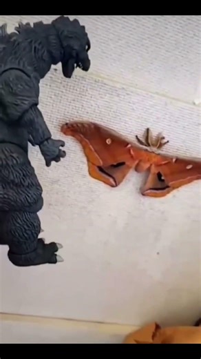 real Mothra vs Godzilla