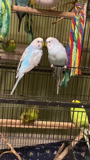 Colorful Budgies and Playful Parakeets - Bird Lover's Delight!