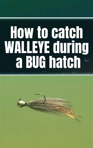 How to fish WALLEYE during a BUG hatch! Full video 🔗 in the comments here - this is a short clip from our NEW YT video with James Lindner talking about bait selection and how to position it in the water column. | Lindner's Angling Edge