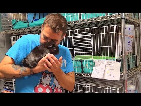 8 Guinea Pigs Rescued From 3 Shelters