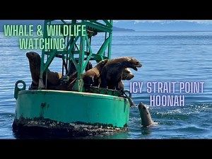 Icy Strait Point/Hoonah/Whale Watching/Hoonah Travel Adventures Tour