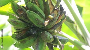 Birds eating bananas in the garden,Food for birds.bird Thailand.video