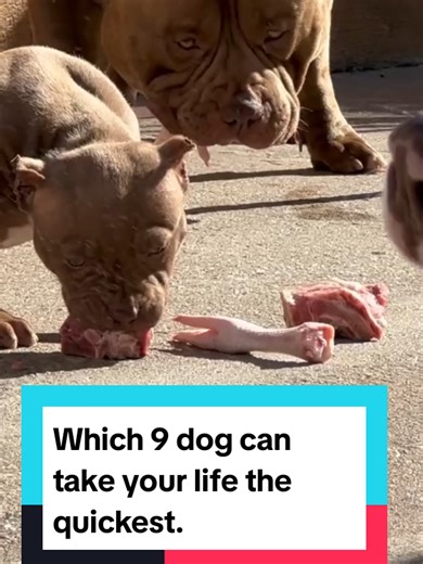 9 Most Dangerous Dog Breeds You Should Know