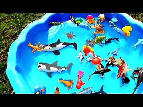 Box Of Toys Learn Sea Animal Names With Shark Ocean Creature | Beach Toys For Children