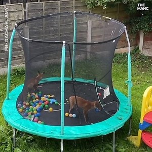 Two cheeky foxes have just been caught playing on a trampoline in Wythenshawe 😍🦊 | The Manc