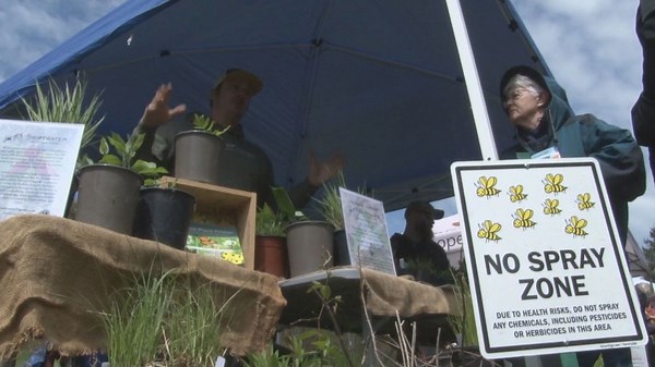 Pollinator festival at Emery Park teaches families how to protect native species