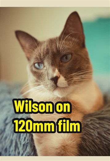 @We.Love.Wilson is a pretty good model (📸 Yashica Mat 124G) #FilmPhotography #ShootFilm #PhotographersOfTikTok #Cats #Photographers