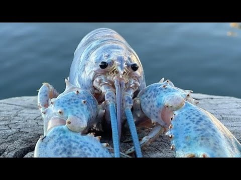 Blue Lobster Meme (4K + High Quality Audio)