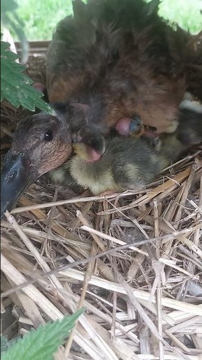 Éclosion de canetons cou nu bleu sauvage 🦆