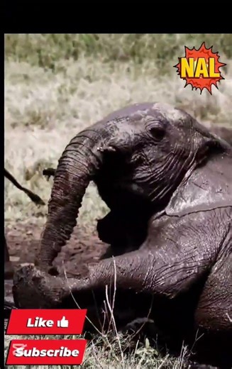 Adorable Baby Animals Playing Together | Pure Cuteness Overload #cuteanimals