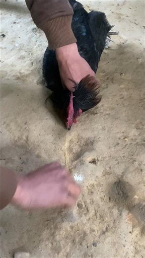 Chicken Hypnosis Is REAL?! Watch This 🐔 #shorts #ytshorts