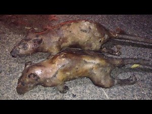 Amazing Fried Rat in My Village | Giant Rat Recipe | Bandicoot Recipe |பெருச்சாளி