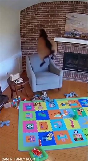 #GoatRampage — Home Security Footage Gone Wild 🐐💥