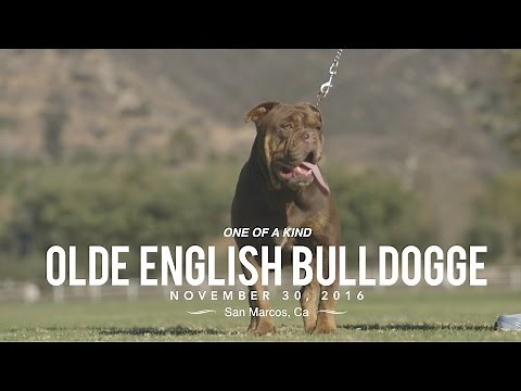 ONE OF A KIND OLD ENGLISH BULLDOGS