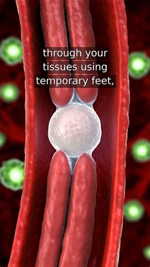 Did You Know - Your white blood cells can physically escape your blood vessels to hunt down bacte...