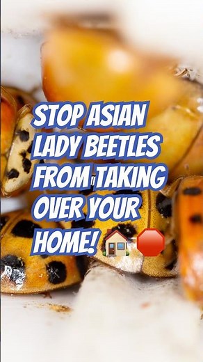 Stop Fall Asian Lady Beetles from Invading Your Home!