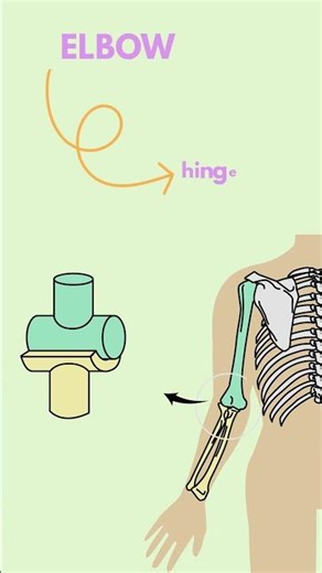 Elbow joint 🦴 #caketraining #animation #shorts