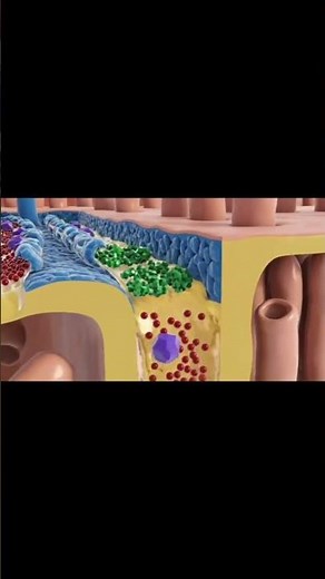 This is how kidneys filter blood👉 Complete explanation in full video short part 1