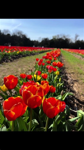 Tuckers Travel 2026 Springtime in Eagleville, Tennessee. Lucky Ladd Farms Tulip Festival #springtok #tulips #farmlife #fulltimerv