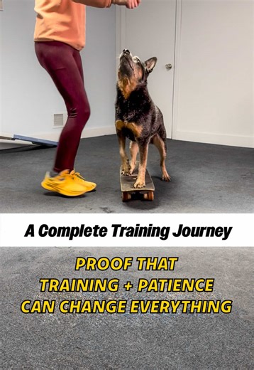 Teaching My Dog to Skateboard: A Complete Journey