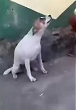 Video de perro bailando (meme)