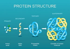 Protein structure. Amino acids, Alpha helix, Polypeptide chains, and...