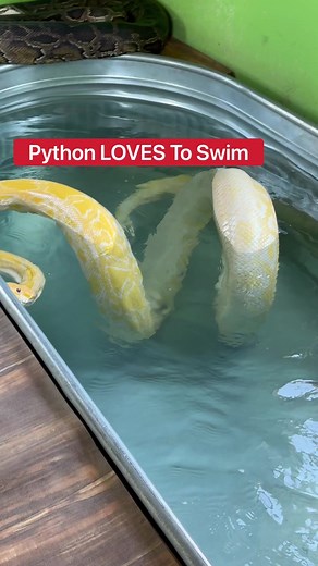 Python loves to swim!!! 😍🐍 | Corbin Maxey