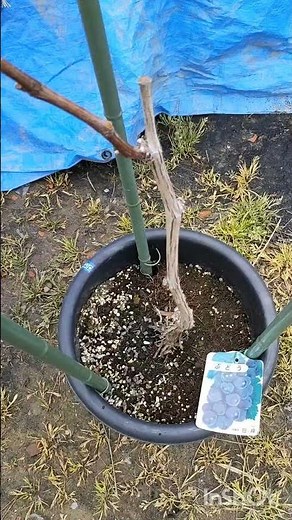 鉢植えぶどうを育てる巨峰