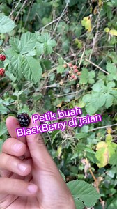 Petik Buah BlackBerry di jalan 🤤 | Usy Ata Di Jerman
