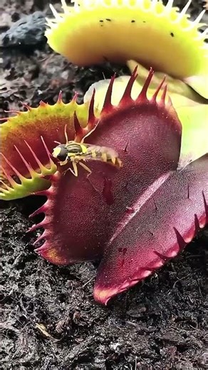 What if the bug falls in vinus fytap?#reels#facts