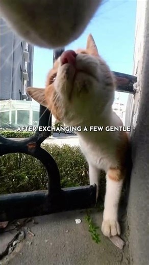 I Put A GoPro On My Cat And This Happened 🐈