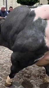 Un taur culturist sau ce? #reels #bull #animal #amazing #curiosity #competition | Hai La Drum